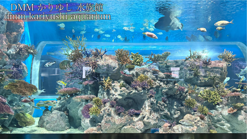 DMMかりゆし水族館のサンゴ礁水槽の写真