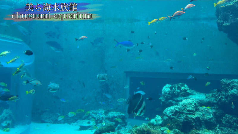 美ら海水族館、熱帯魚のエリアの写真